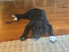 Patch (aka Sugar)