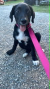 Patch (aka Sugar)