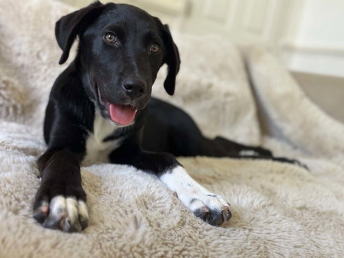 Boots, an adoptable Labrador Retriever in Paramus, NJ