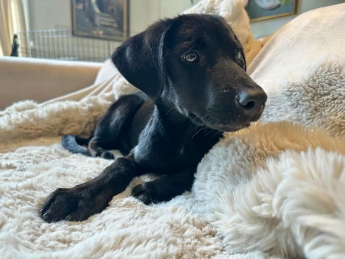 Spot, an adoptable Labrador Retriever in Paramus, NJ