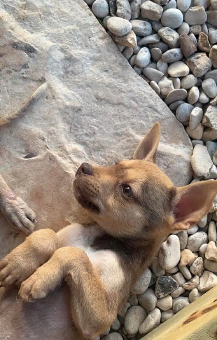 Bella - Unknown