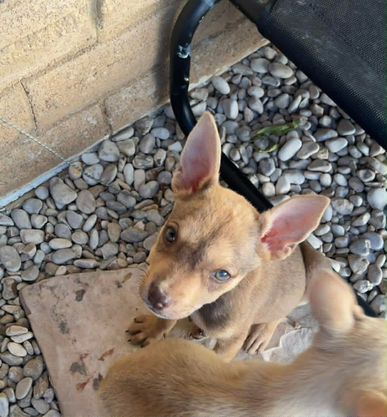 Bella image 4
