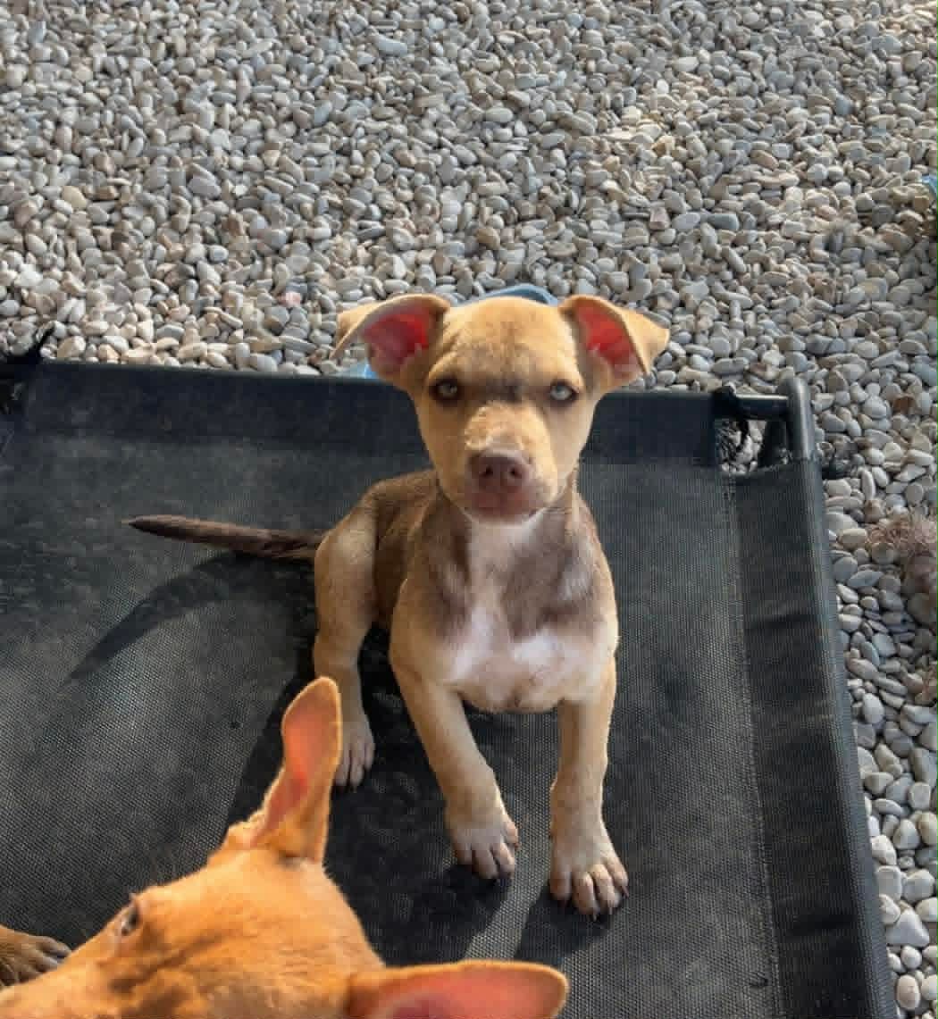 Bella image 2