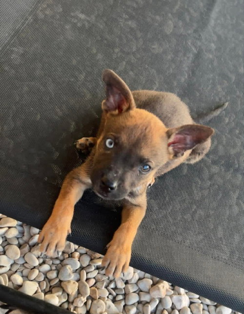 Pepper