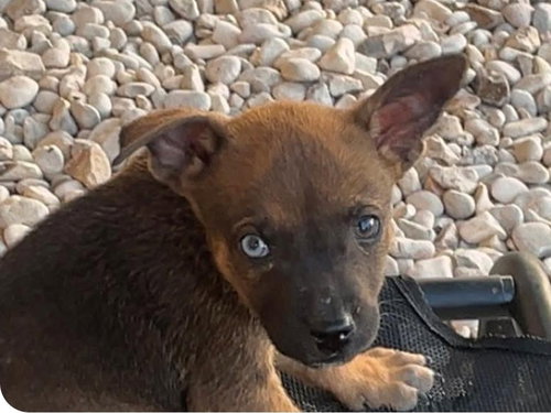 Pepper photo 3