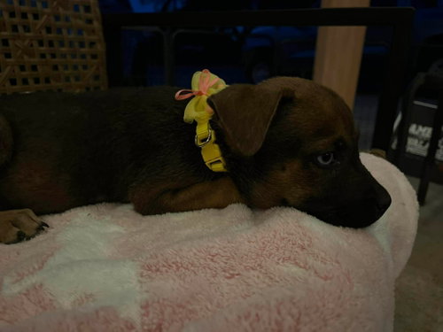 Pepper photo 4