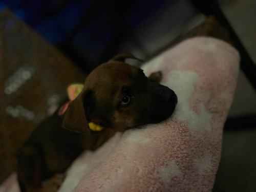 Pepper photo 5