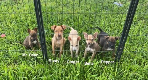 Pepper photo 6