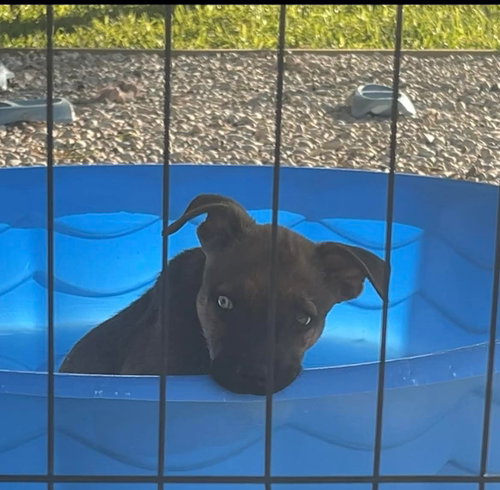 Pepper