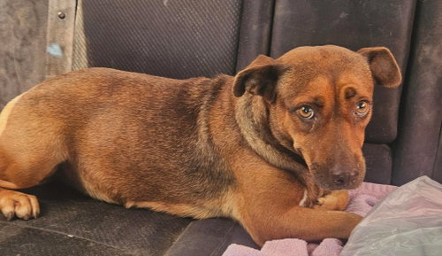 Hazel photo 3