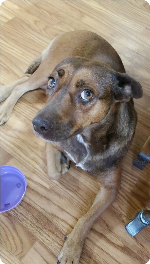 Hazel, an adoptable Unknown breed in Paramus, NJ