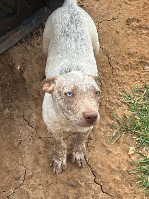 Ricky, an adoptable Australian Cattle Dog in Paramus, NJ