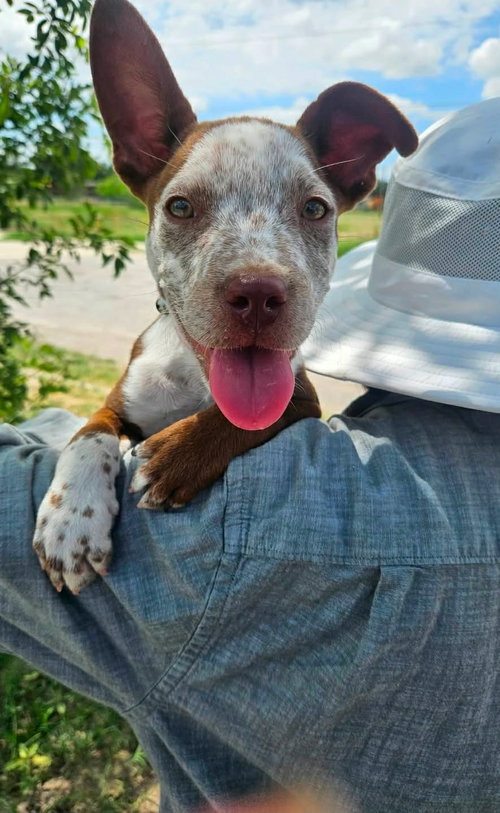 Randy, an adoptable Australian Cattle Dog in Paramus, NJ
