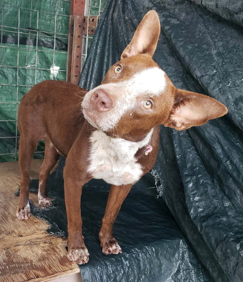 Bailey, an adoptable Unknown breed in Paramus, NJ
