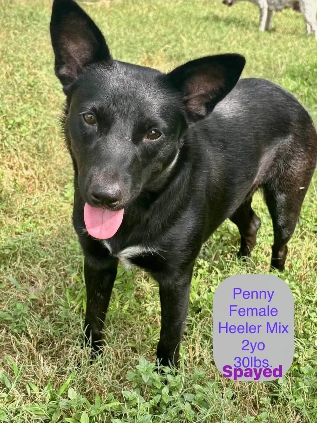 Penny - Australian Cattle Dog/Blue Heeler