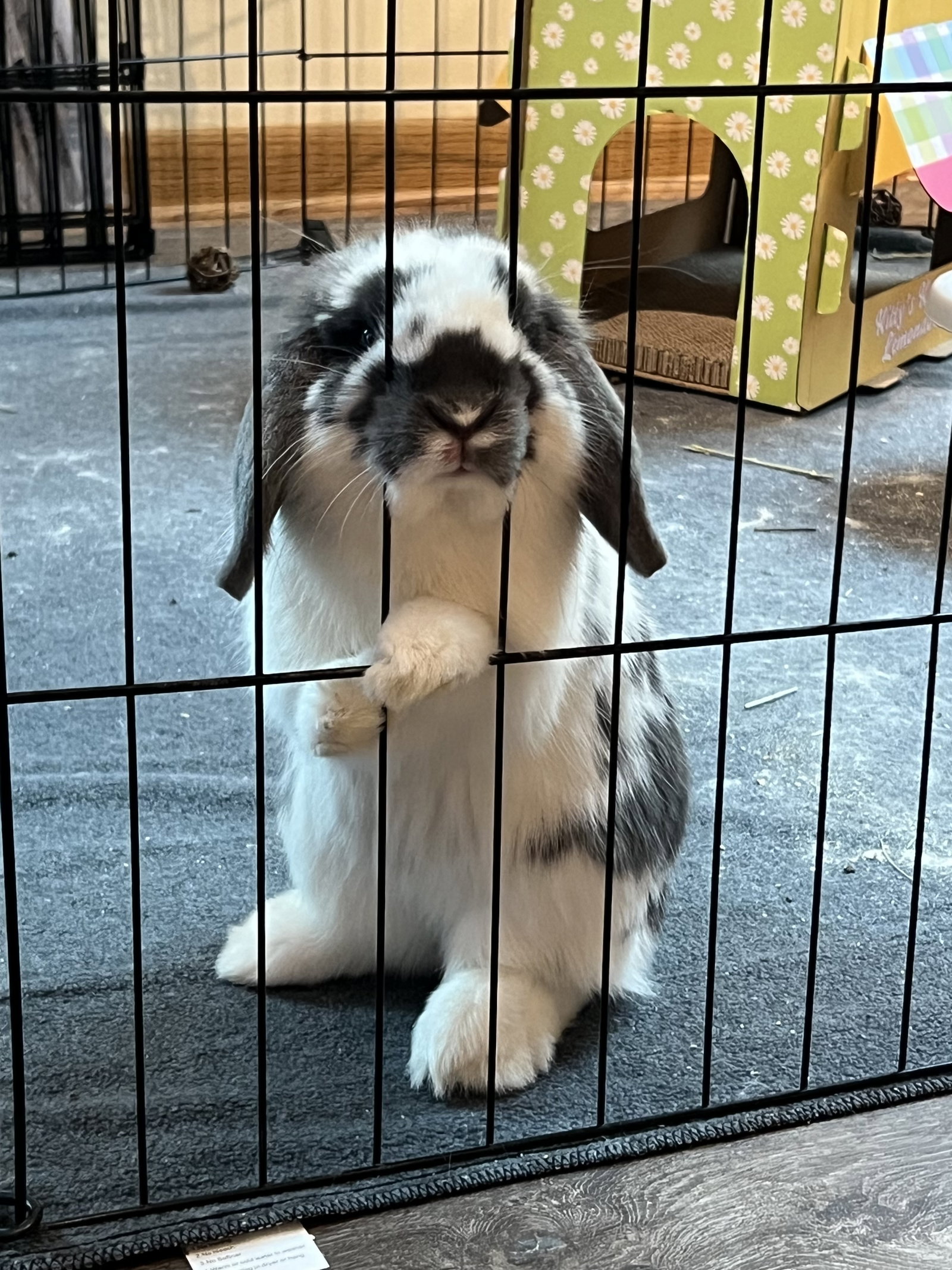 Rabbit adoption in McMillan, WI 54449 Holland Lop Rabbit "Odie"