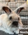 adoptable Rabbit in , WI named Oliver