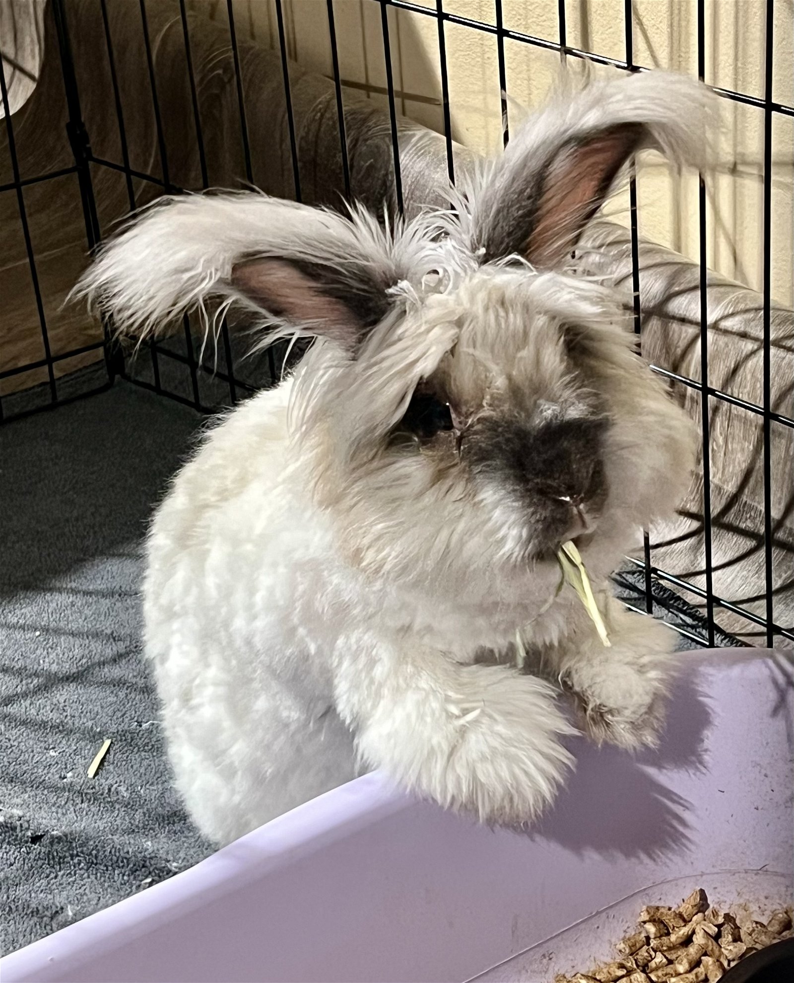 adoptable Rabbit in McMillan, WI named Oliver
