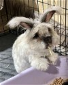 adoptable Rabbit in  named Oliver