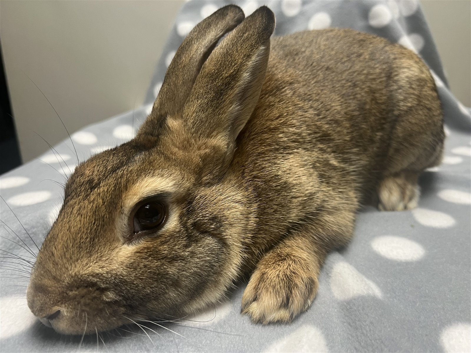 adoptable Rabbit in McMillan, WI named Tuck