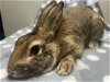 adoptable Rabbit in  named Tuck