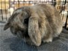 adoptable Rabbit in  named Benji