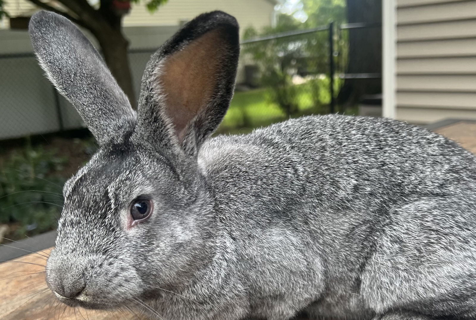 adoptable Rabbit in McMillan, WI named Ash