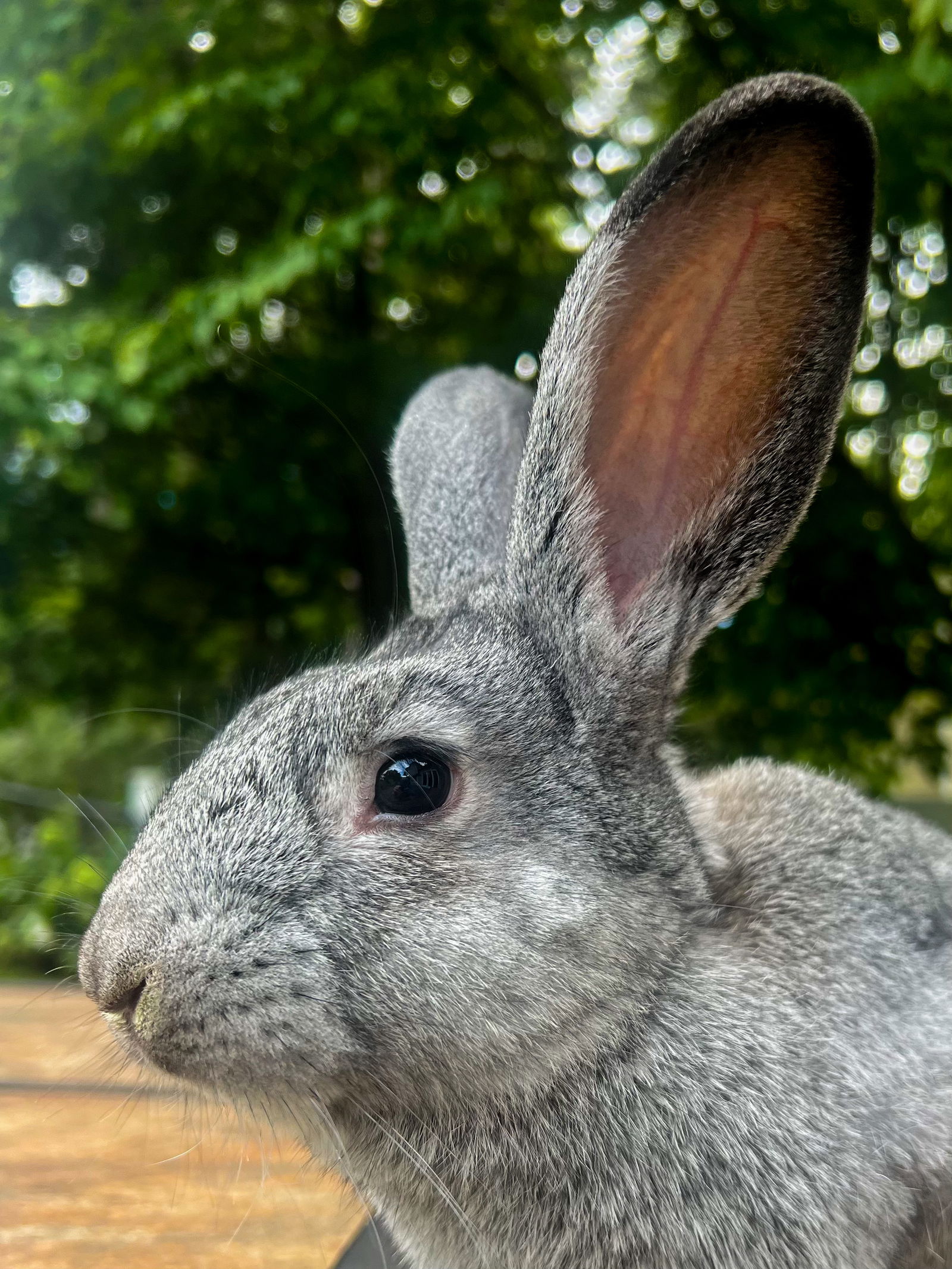 adoptable Rabbit in McMillan, WI named Corey