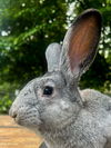 adoptable Rabbit in  named Corey