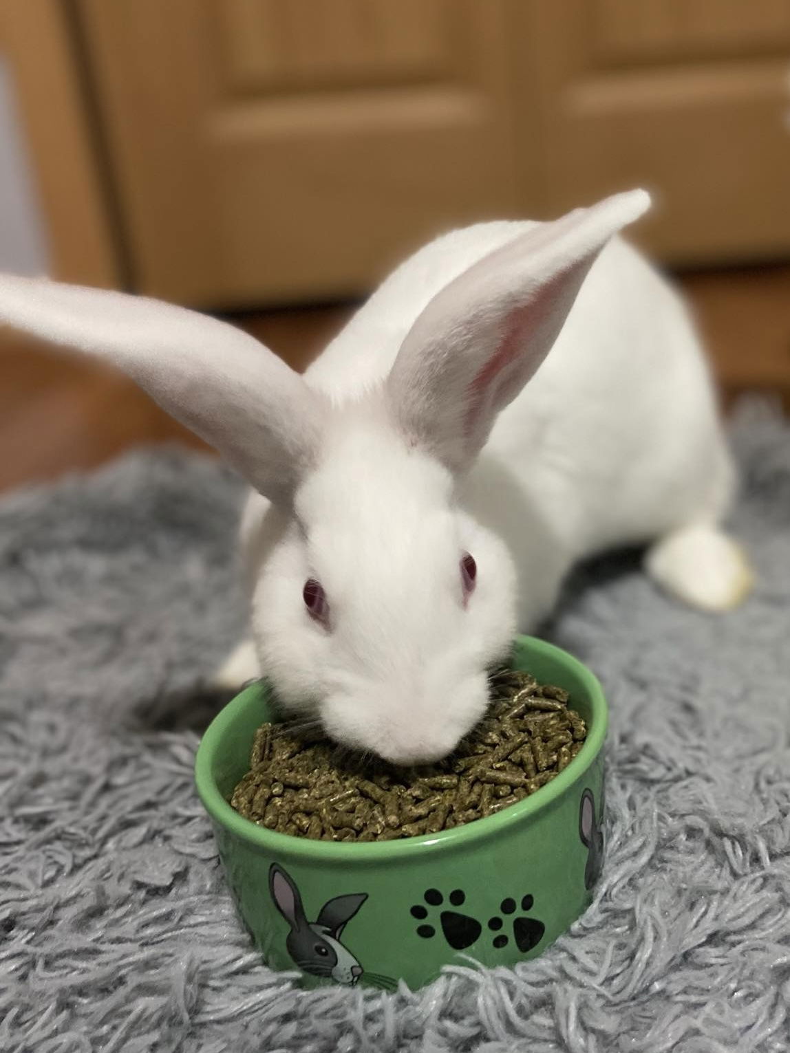 adoptable Rabbit in Mosinee, WI named Ruby