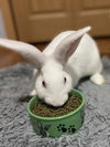 adoptable Rabbit in  named Ruby