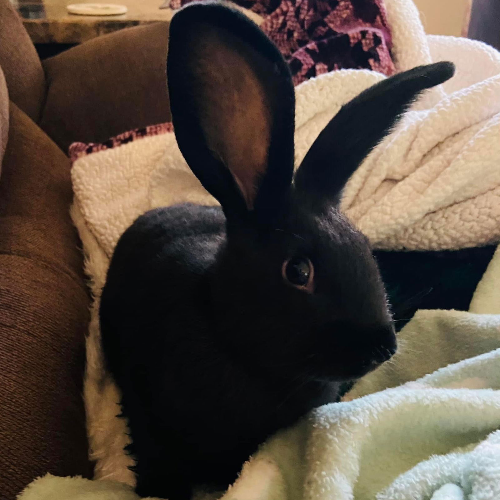 adoptable Rabbit in Mosinee, WI named Evan