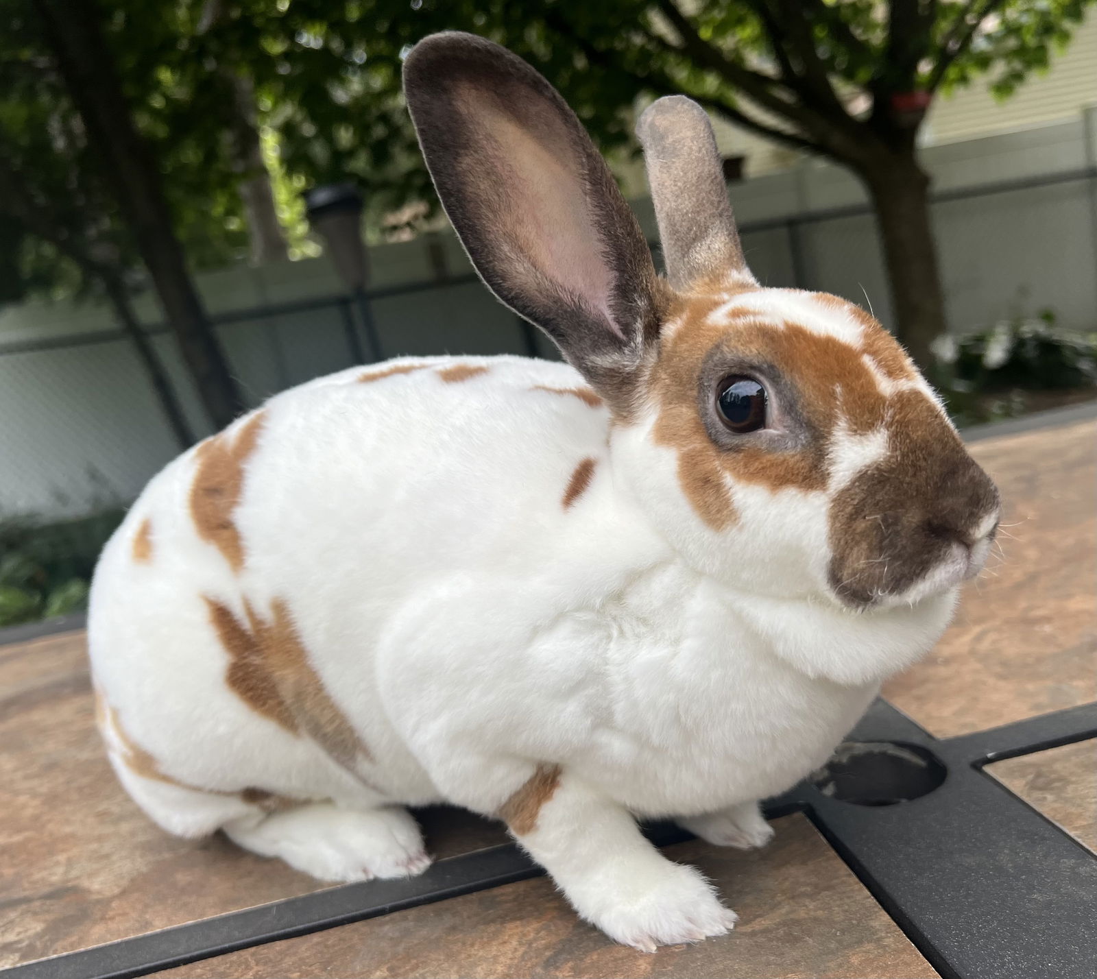 adoptable Rabbit in McMillan, WI named Gina (Regina)