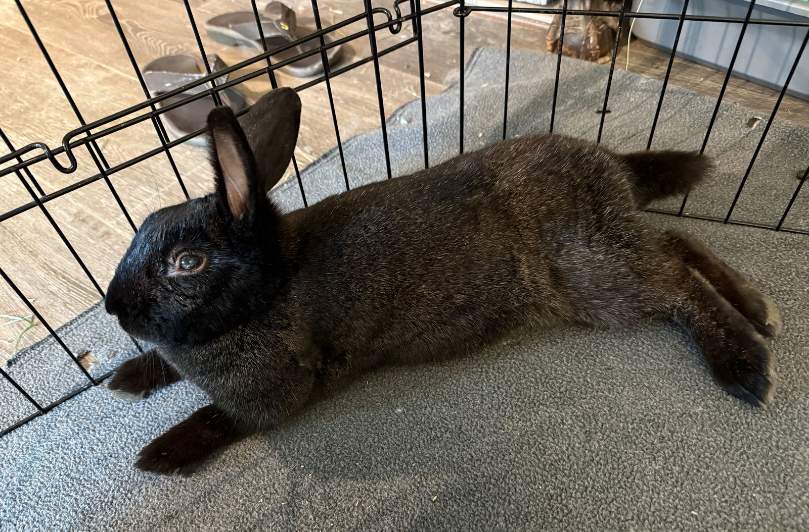 adoptable Rabbit in McMillan, WI named Zara