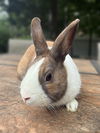 adoptable Rabbit in  named Thor