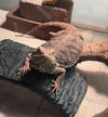adoptable Lizard in  named Veda