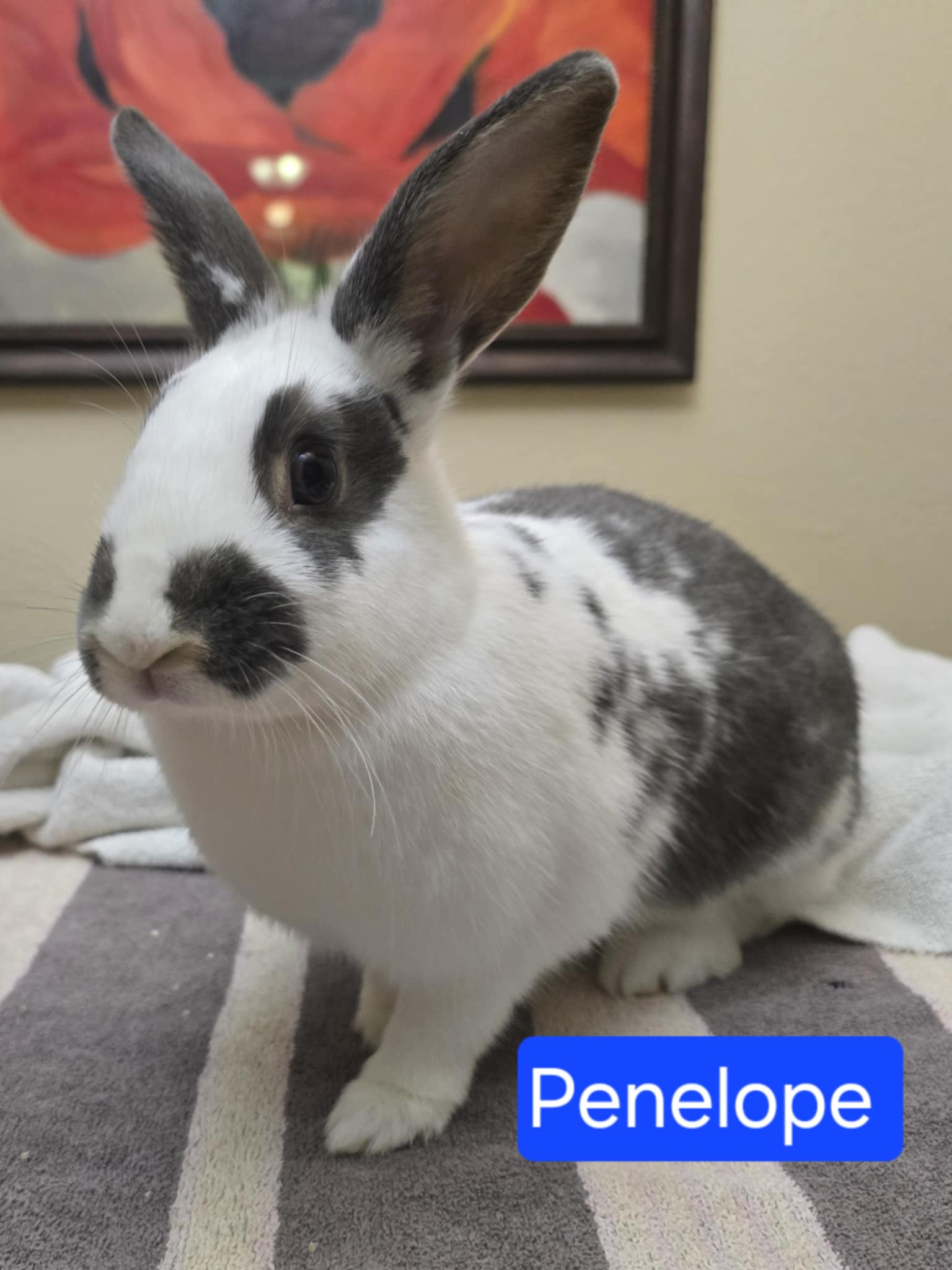 adoptable Rabbit in McMillan, WI named Penelope