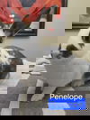 adoptable Rabbit in  named Penelope