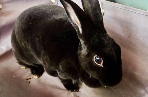 animal-image