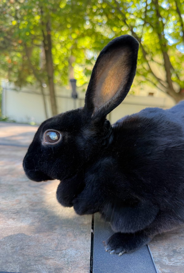 Luna