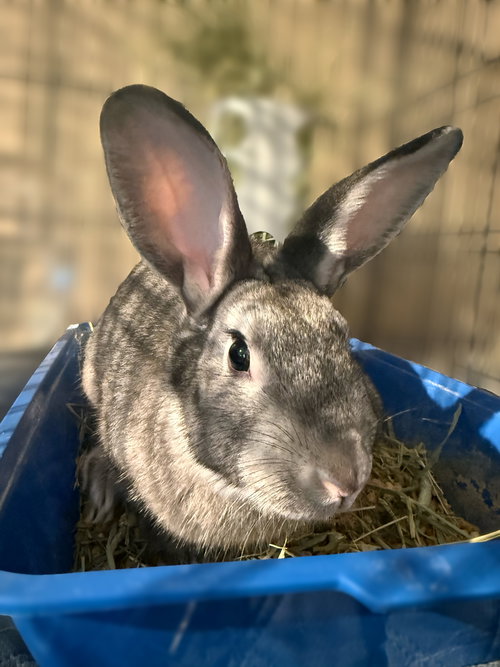 animal-image
