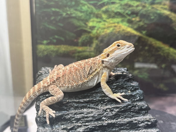 Koa