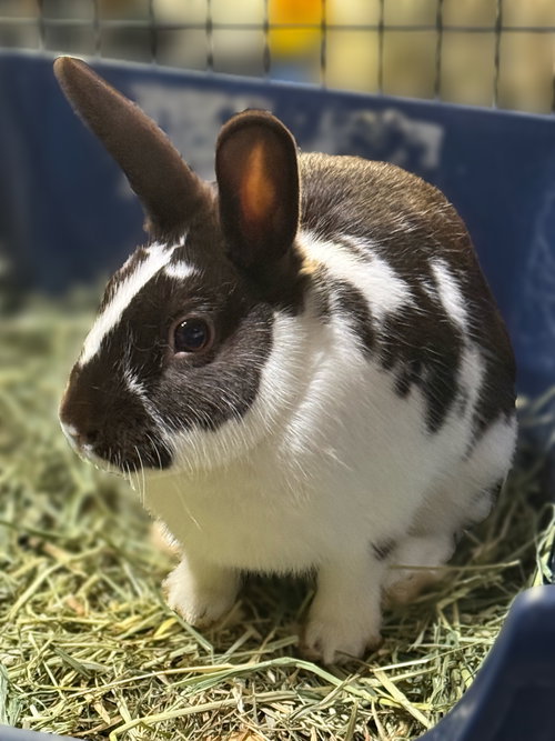 animal-image