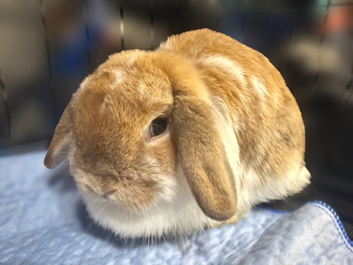 animal-image