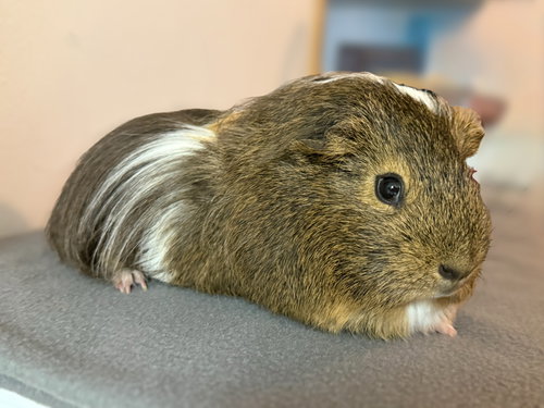 animal-image