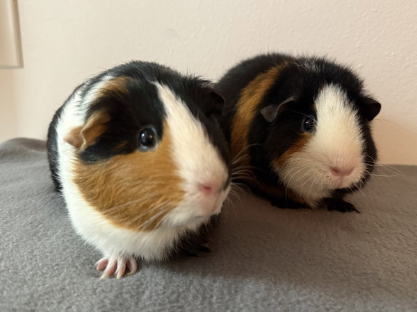 Taya  *Bonded to Aya*