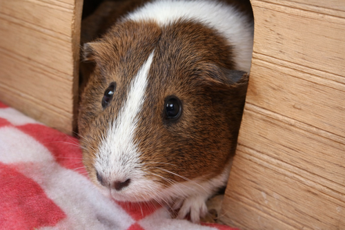 animal-image