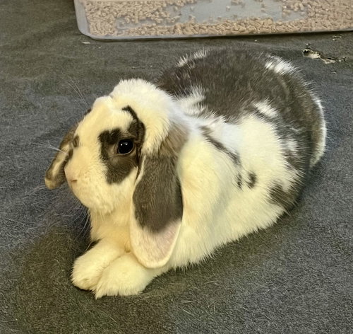 animal-image