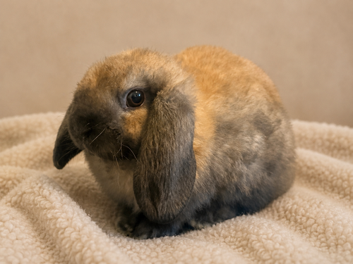 Clover