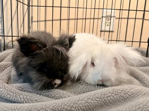 Bria *Bonded to Briar*